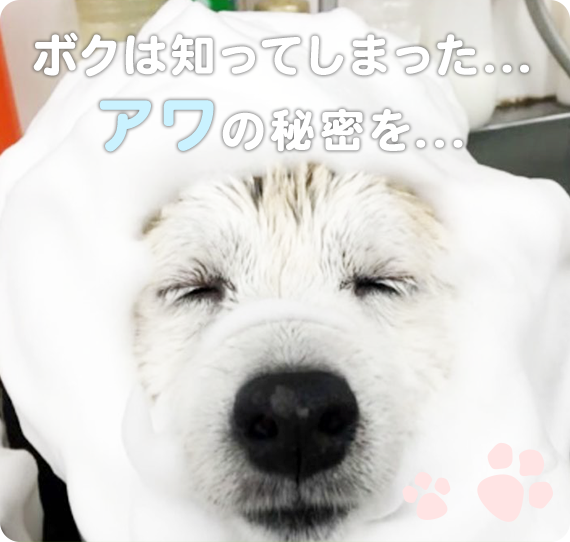ボクは知ってしまった...アワの秘密を...