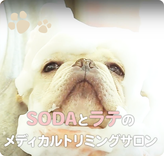 SODAとラテのメディカルトリミングサロン
